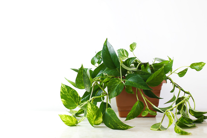 money plant for home